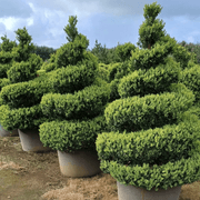 Twists & Spirals Topiary gallery detail image