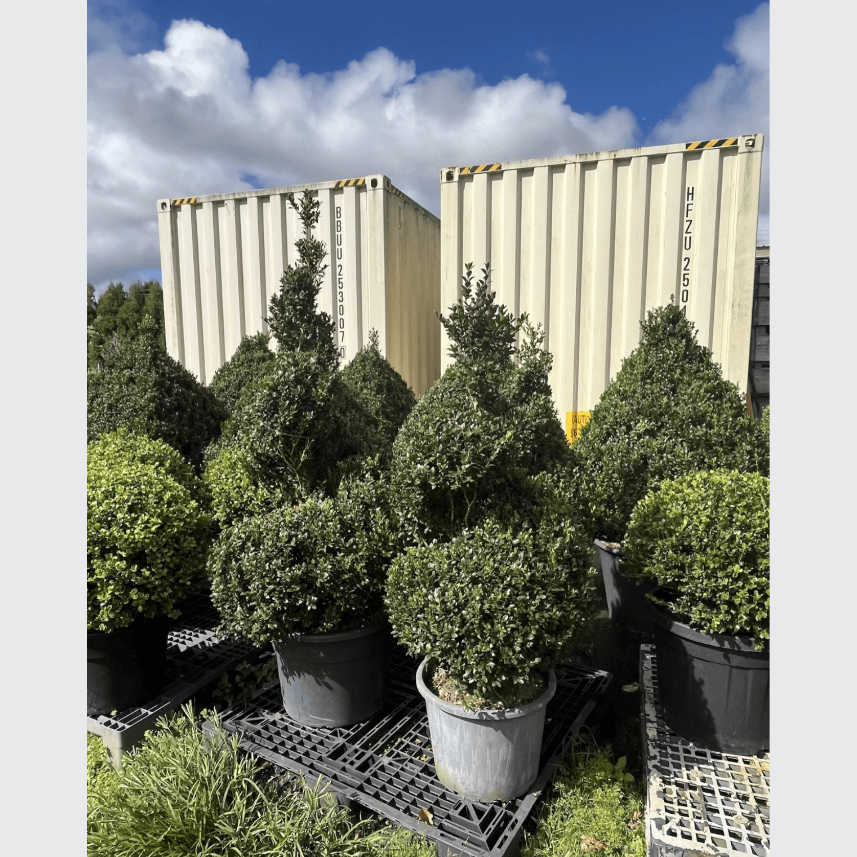 Twists & Spirals Topiary gallery detail image