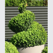 Twists & Spirals Topiary gallery detail image