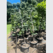 Podocarpus Matapouri Blue gallery detail image