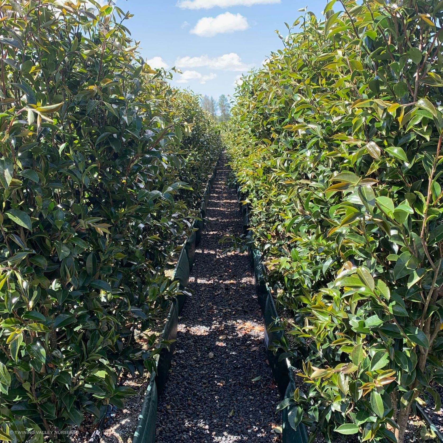 Camellia 'Paradise Venessa' instant hedge gallery detail image