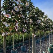 Camellia 'Paradise Venessa' Instant Pleached Screen gallery detail image