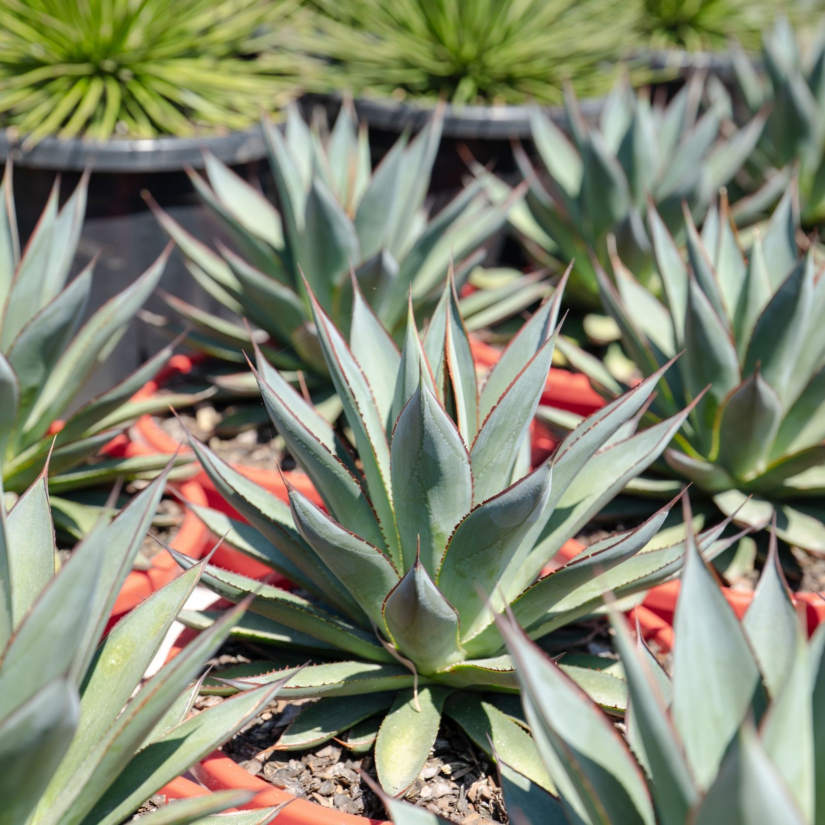 Agave Blue Glow | Plants gallery detail image