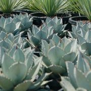 Agave Dragon Toe | Plants gallery detail image