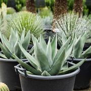 Agave Sharkskin | Plants gallery detail image