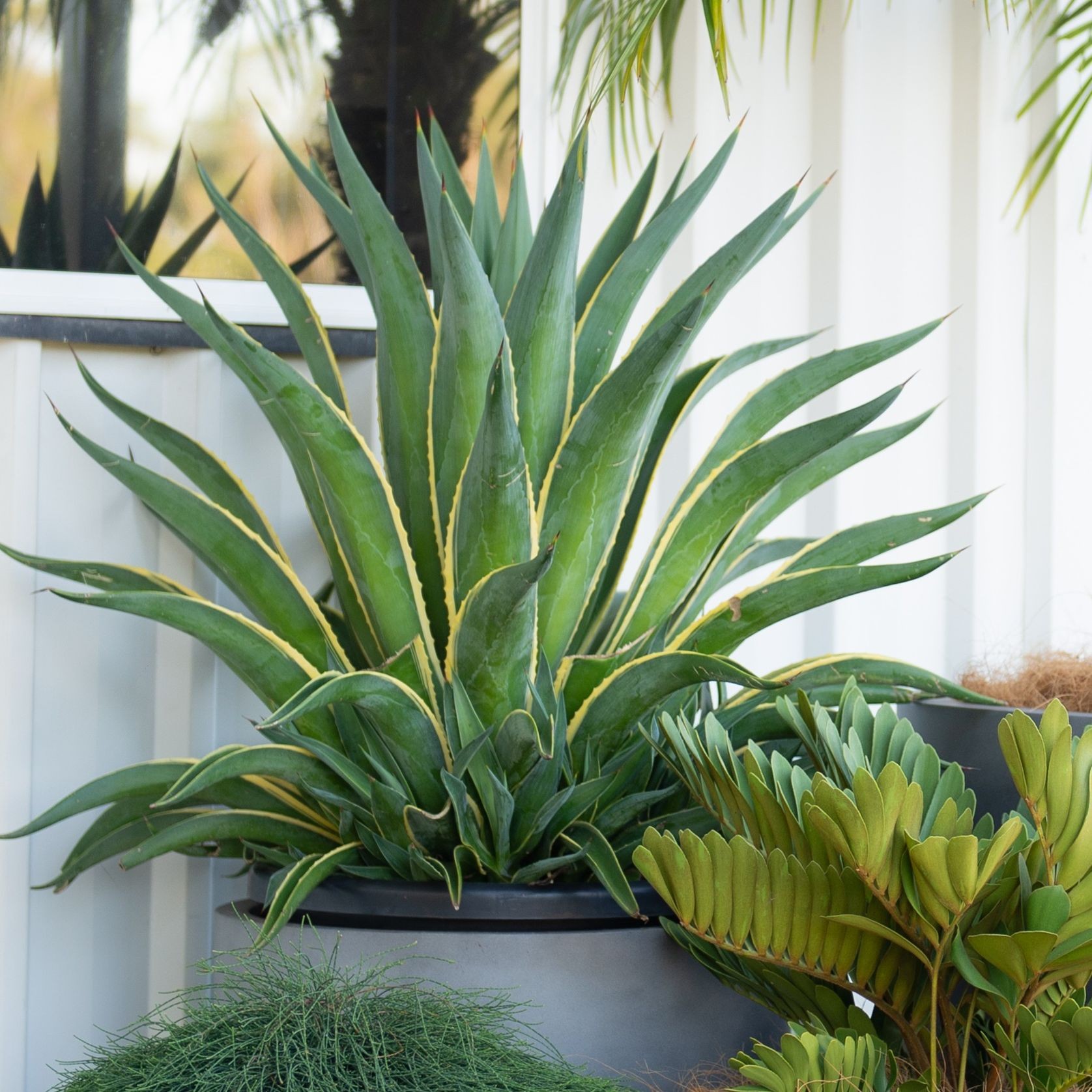 Agave Desmettiana El Miradores Gold | Plants gallery detail image