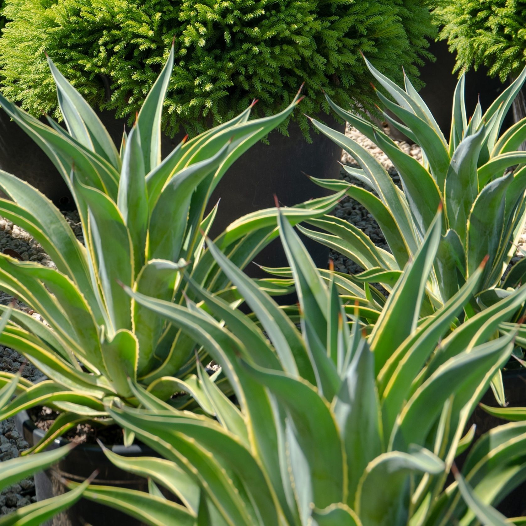 Agave Desmettiana El Miradores Gold | Plants gallery detail image