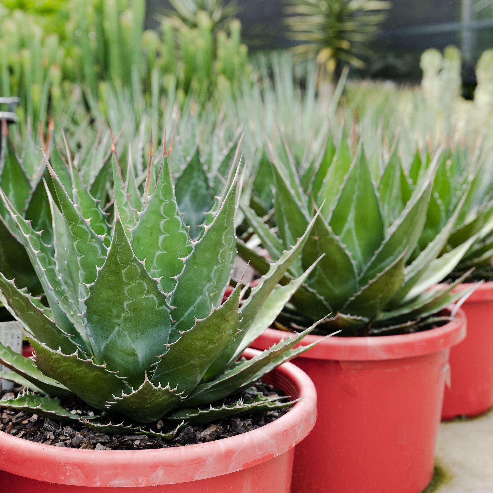 Agave Montana | Plants gallery detail image
