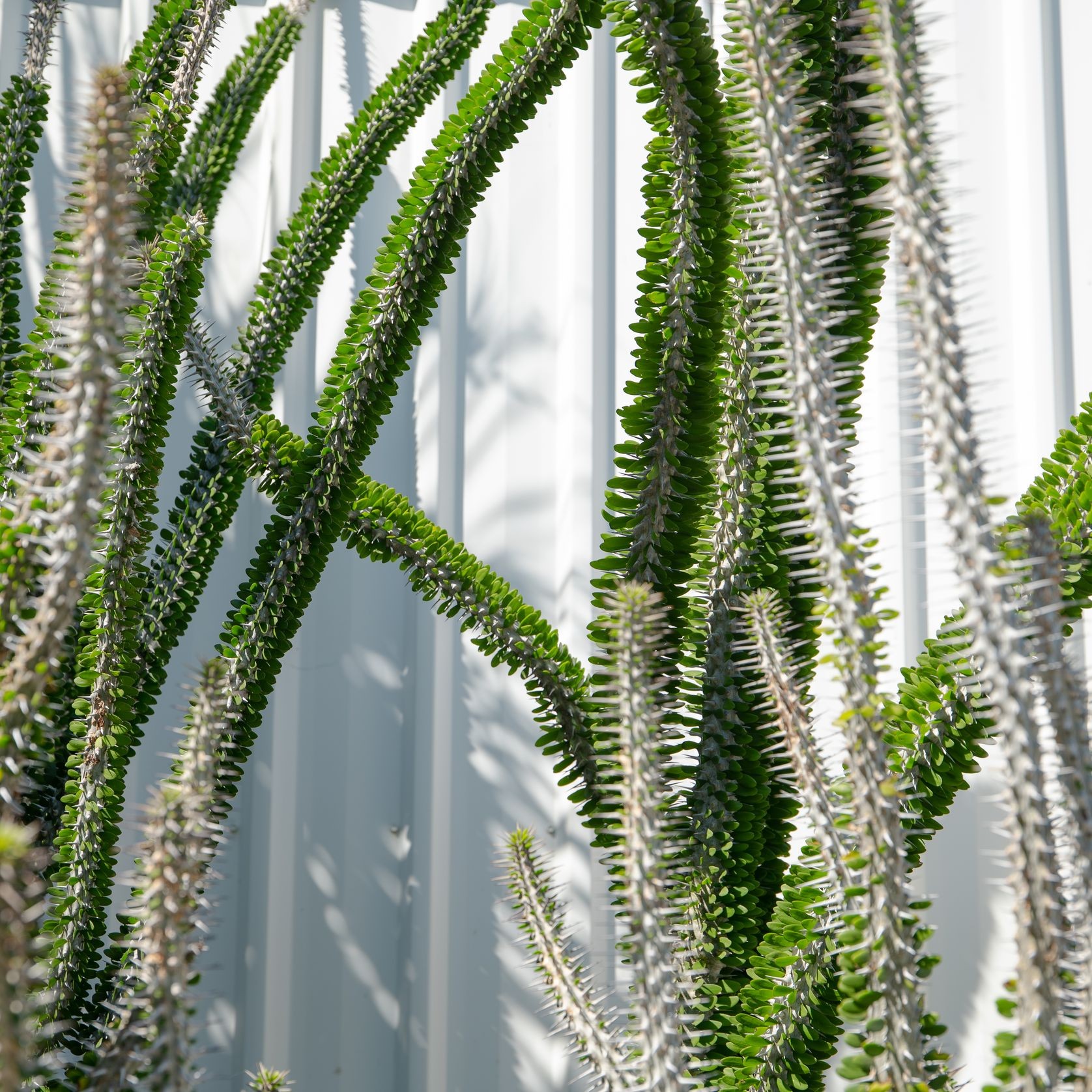 Alluaudia Procera | Plants gallery detail image