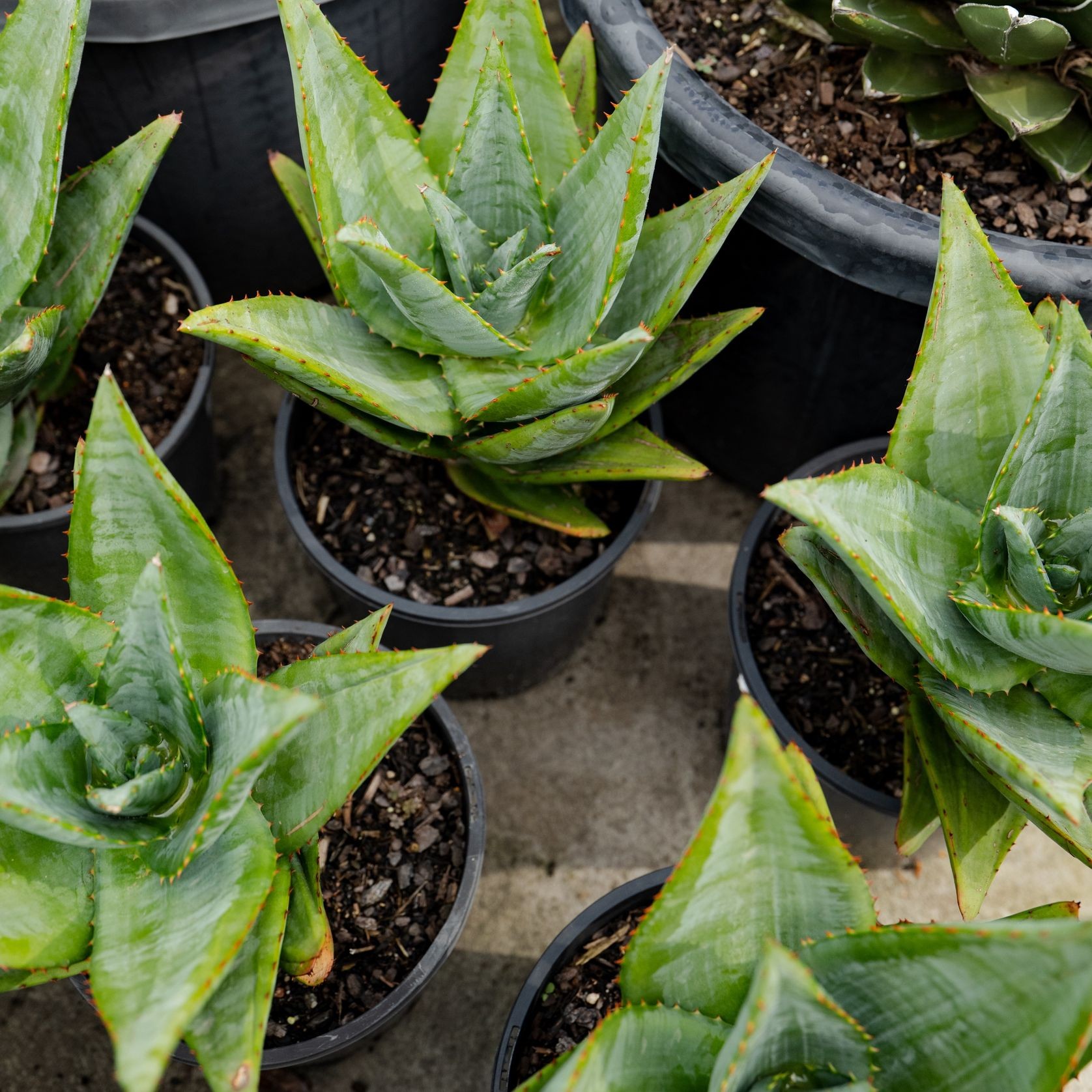 Aloe Outback Orange | Plants gallery detail image