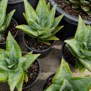 Aloe Outback Orange | Plants gallery detail image