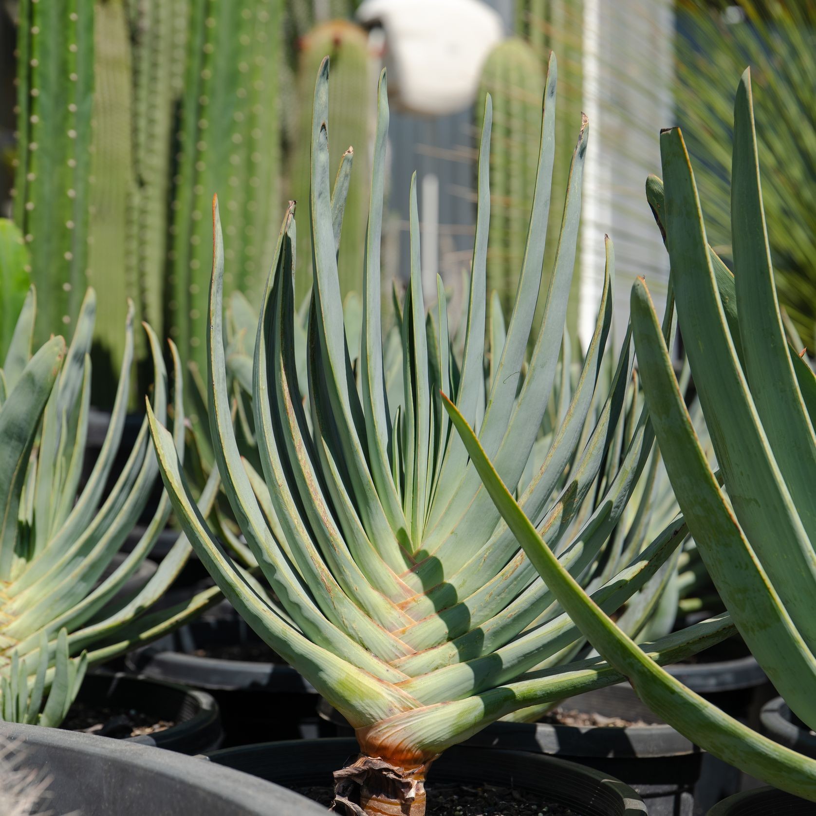 Aloe Plicatilis | Plants gallery detail image