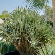 Aloidendron Ramosissimum | Plants gallery detail image
