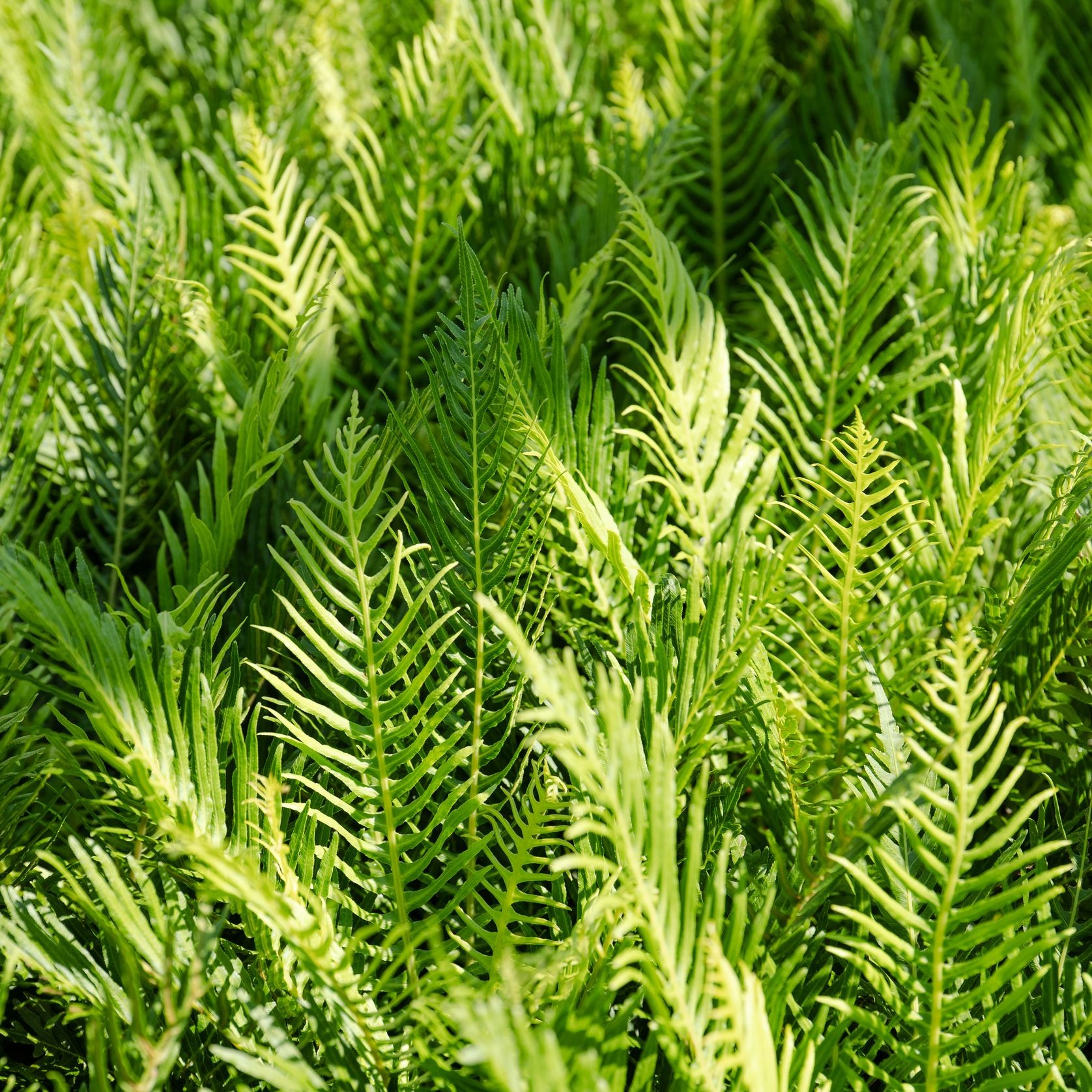 Blechnum Gibbum Silver Lady | Plants gallery detail image