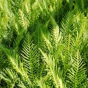 Blechnum Gibbum Silver Lady | Plants gallery detail image