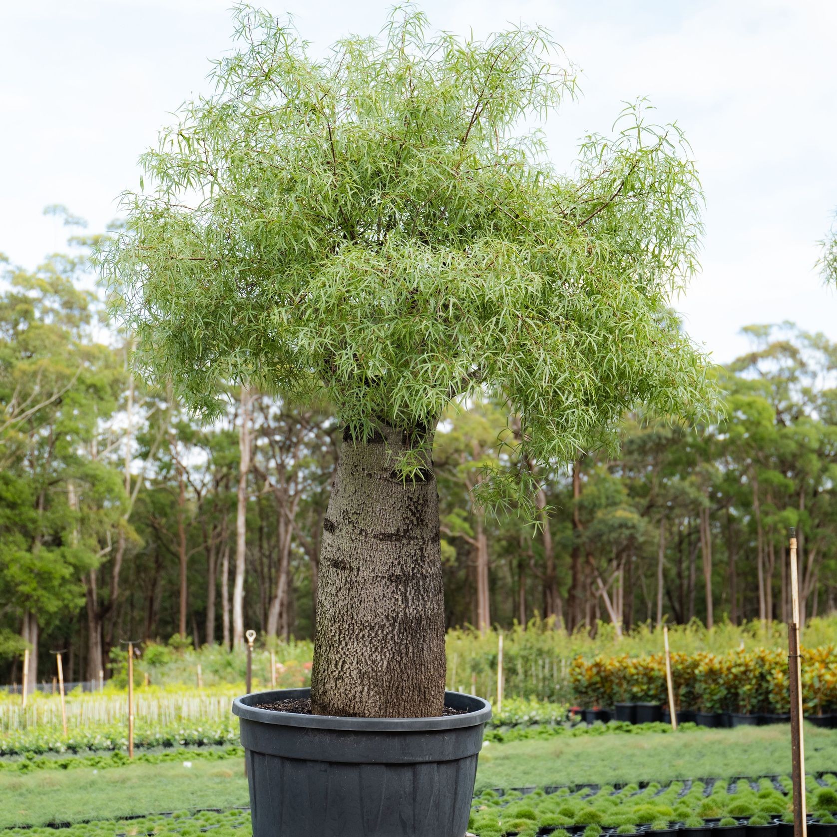 Brachychiton Rupestris | Plants gallery detail image