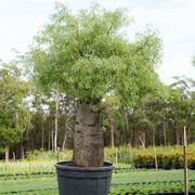 Brachychiton Rupestris | Plants gallery detail image