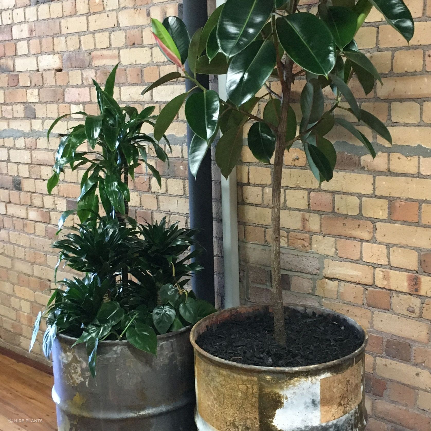 Indoor Plant Hire | Hire Plants gallery detail image