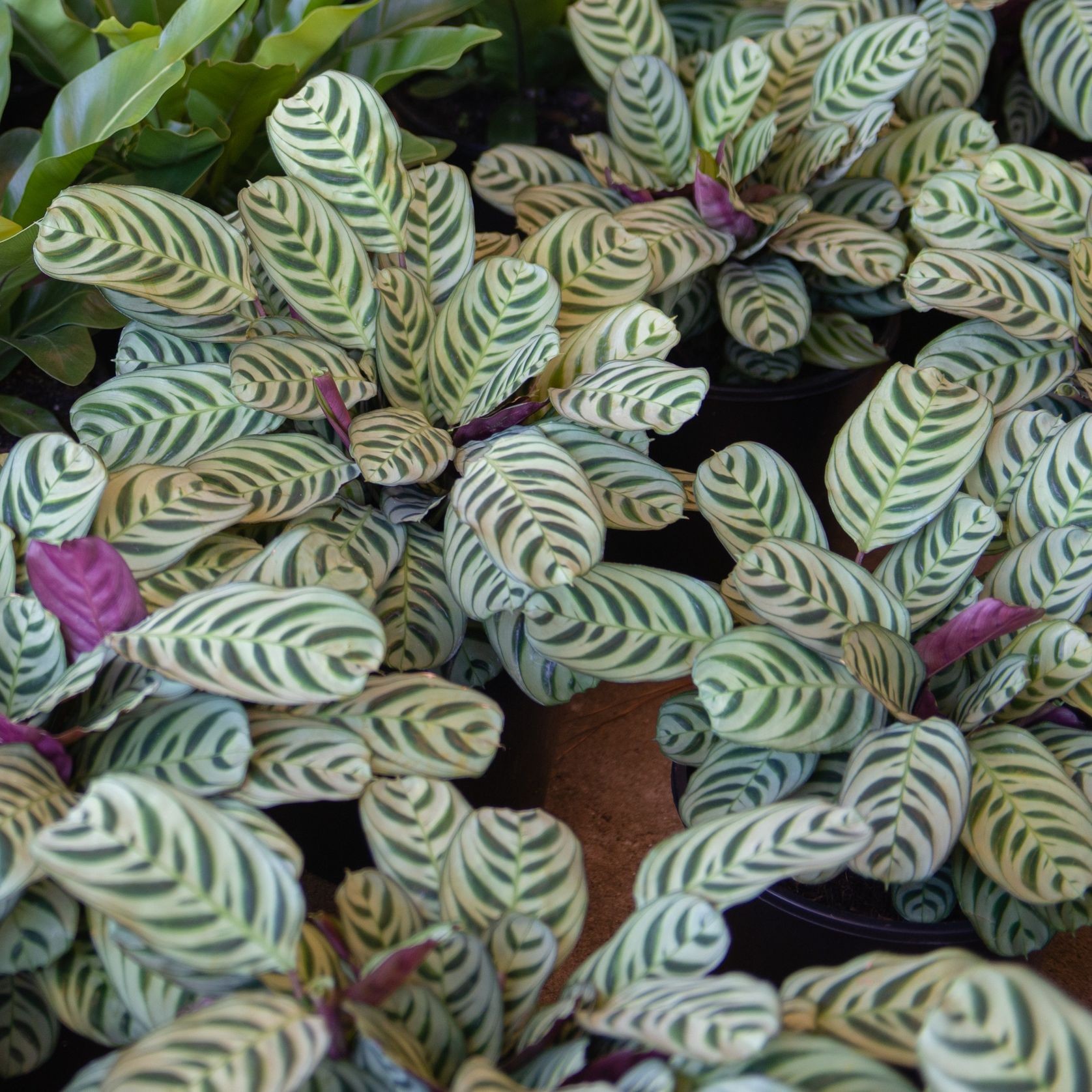 Calathea Burle-Marxii | Plants gallery detail image
