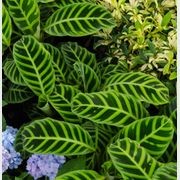 Calathea Zebrina | Plants gallery detail image