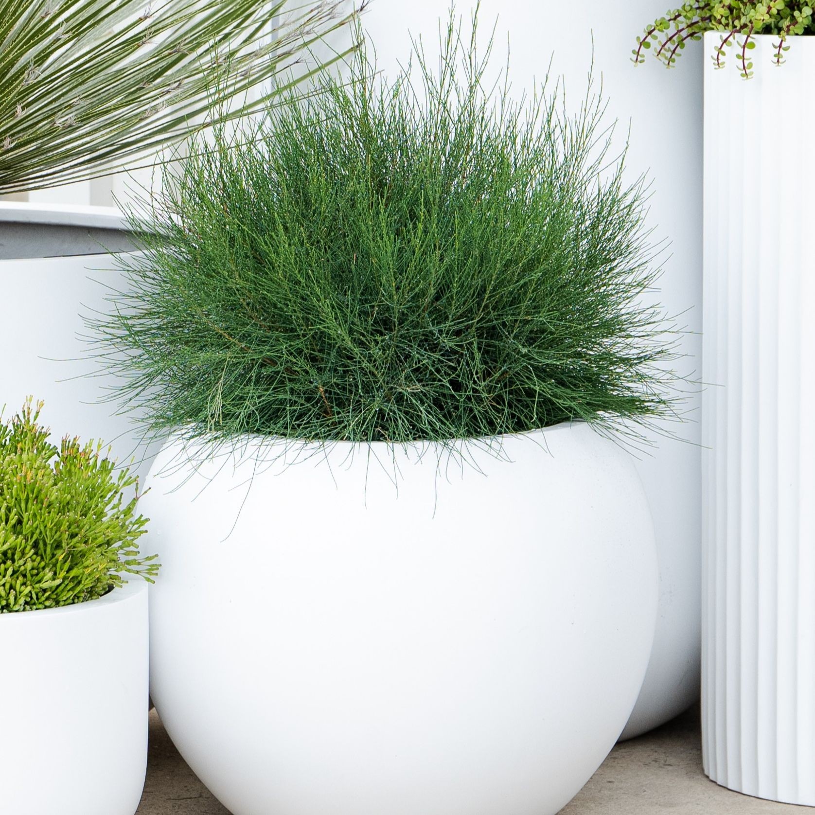 Casuarina Glauca Greenwave | Plants gallery detail image