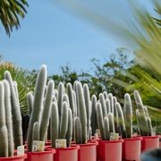 Cleistocactus Strausii | Plants gallery detail image