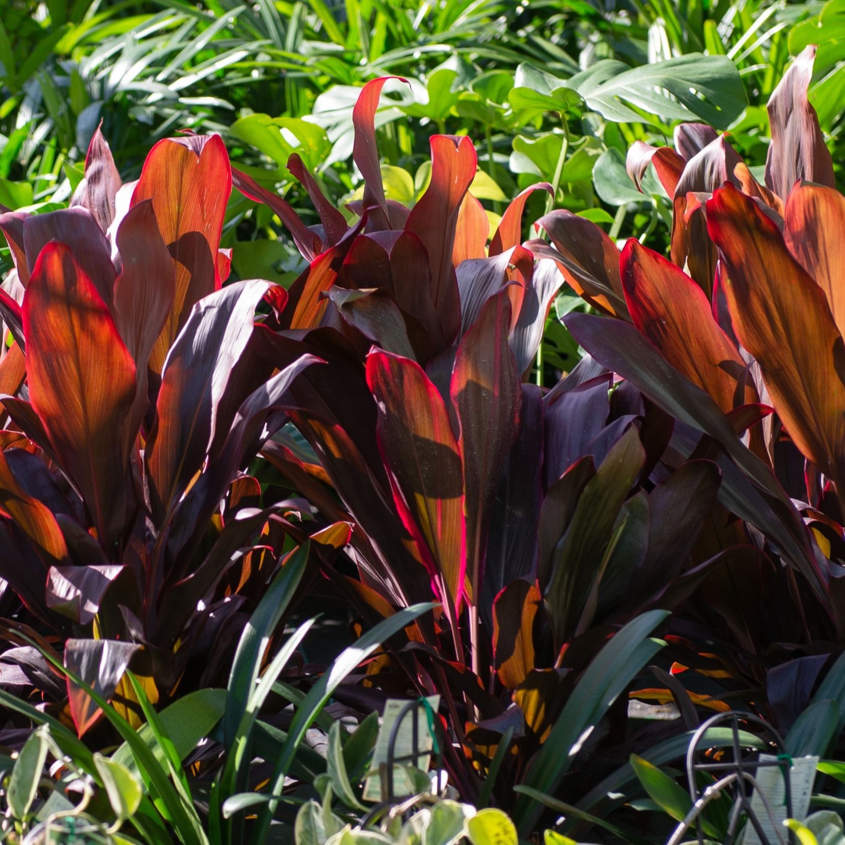 Cordyline Fruticosa Rubra | Plants gallery detail image