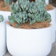 Crassula Bluebird | Plants gallery detail image