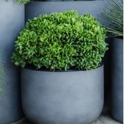 Crassula Max Cook | Plants gallery detail image