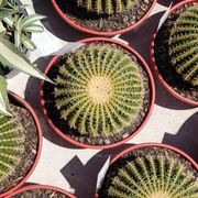 Echinocactus Grusonii var. Brevispinus | Plants gallery detail image