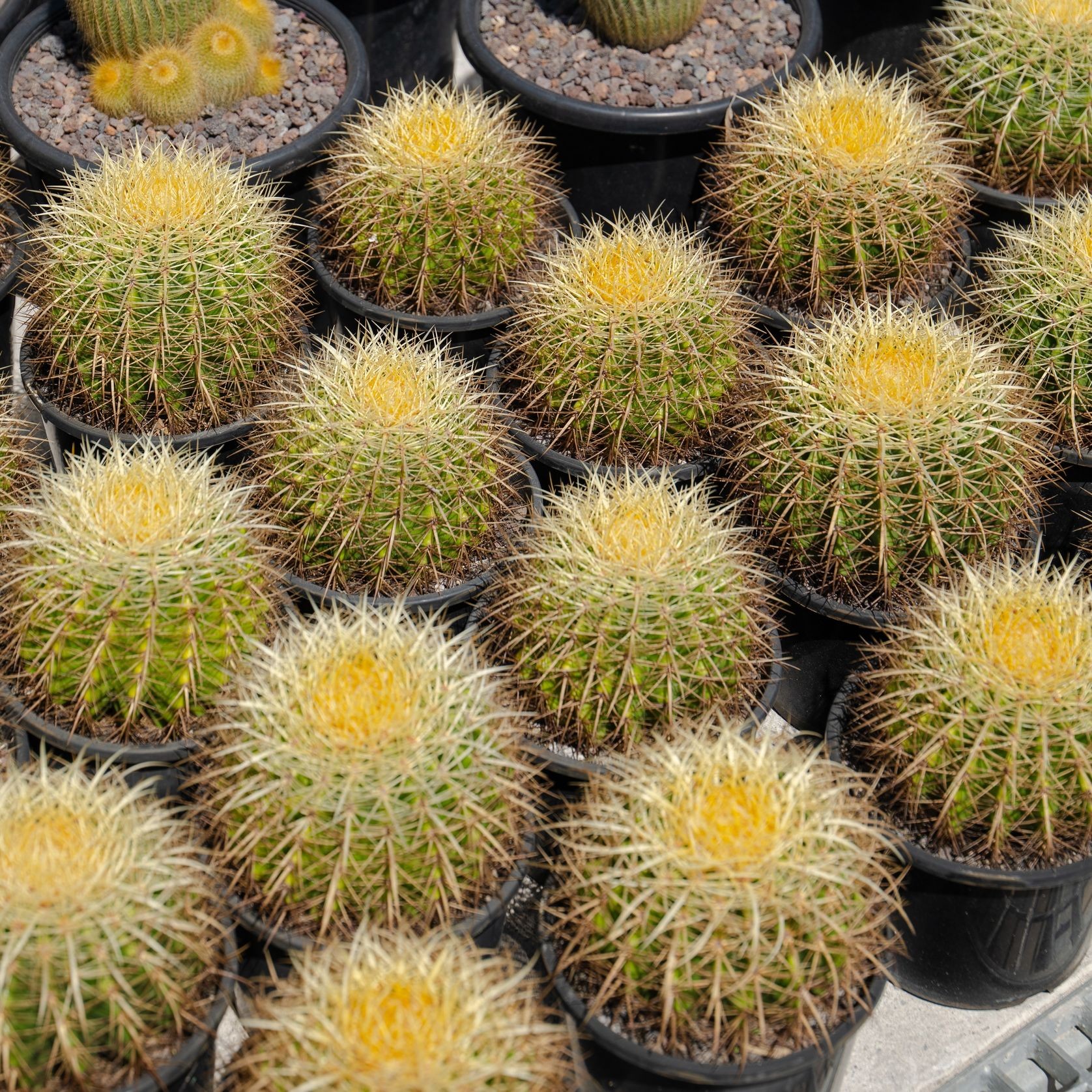 Echinocactus Grusonii | Plants gallery detail image