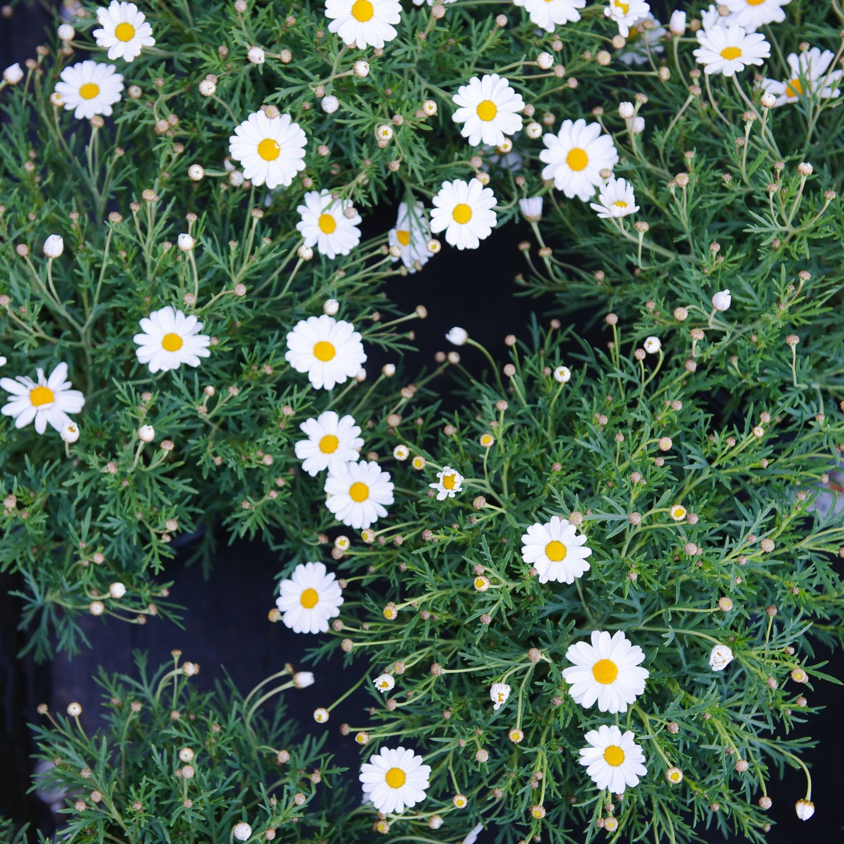 Erigeron Karvinskianus | Plants gallery detail image