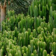 Euphorbia Cowboy | Plants gallery detail image
