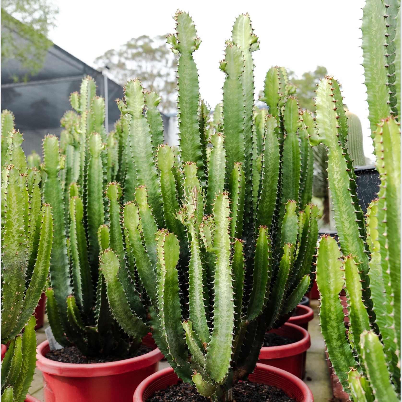 Euphorbia Cowboy | Plants gallery detail image