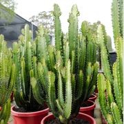 Euphorbia Cowboy | Plants gallery detail image