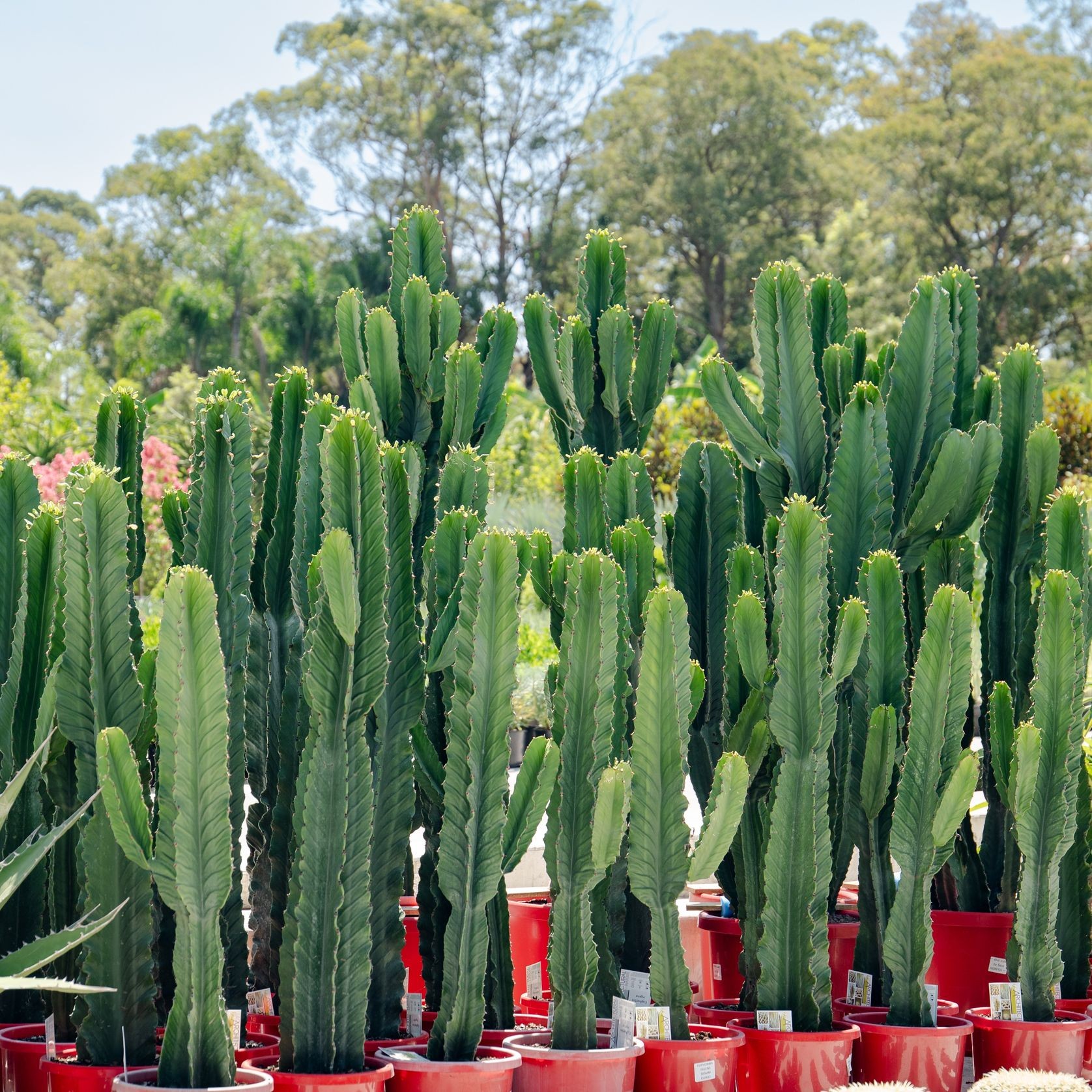 Euphorbia Ingens | Plants gallery detail image