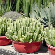 Euphorbia Resinifera | Plants gallery detail image