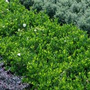 Gardenia Augusta Florida | Plants gallery detail image