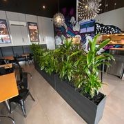 Indoor Plant Hire | Hire Plants gallery detail image