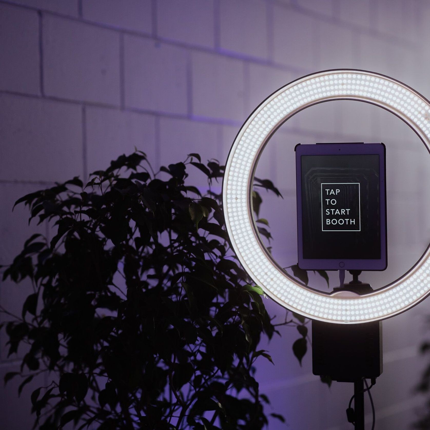 Plant Hire For Events | Hire Plants gallery detail image