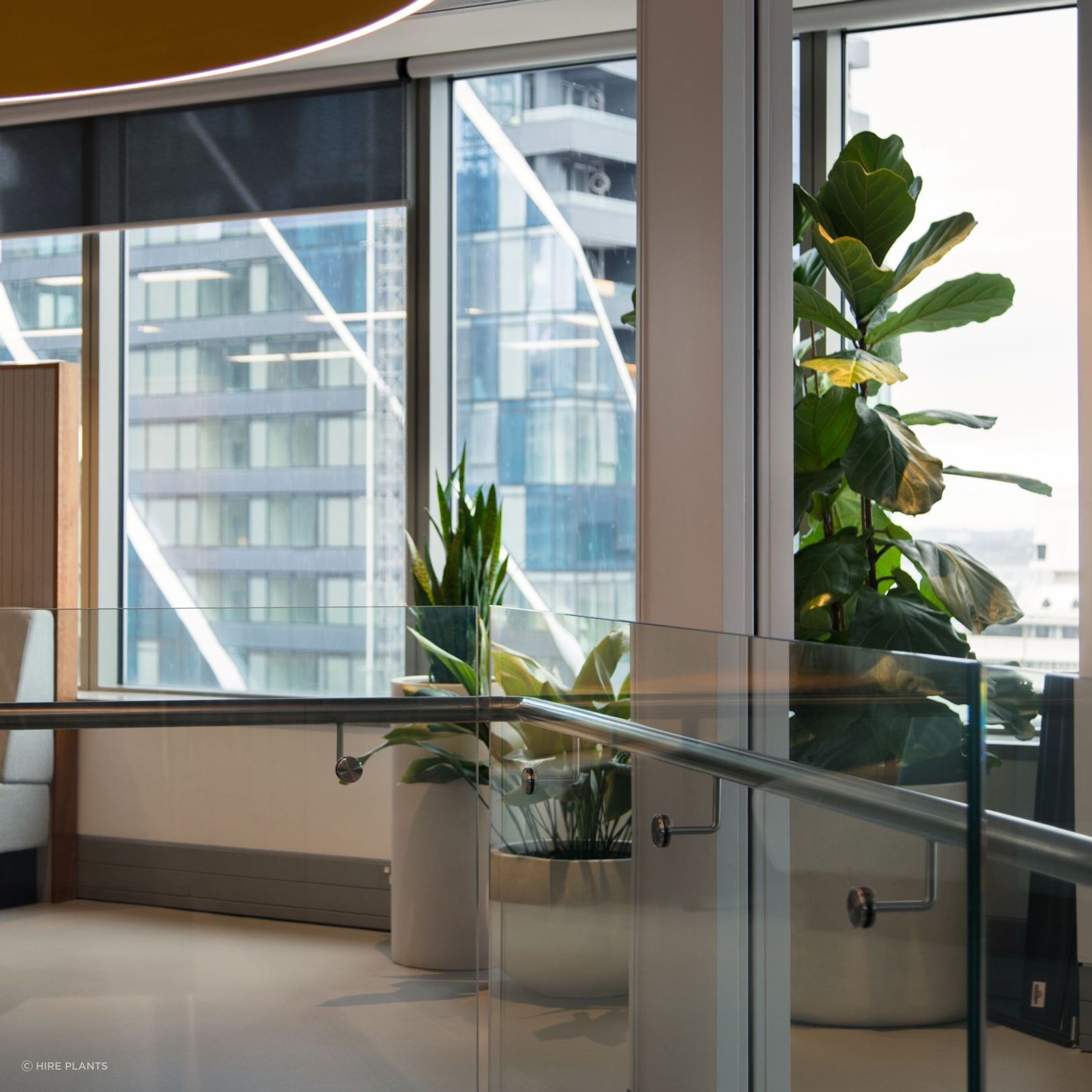 Indoor Plant Hire | Hire Plants gallery detail image