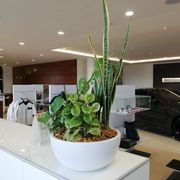 Indoor Plant Hire | Hire Plants gallery detail image
