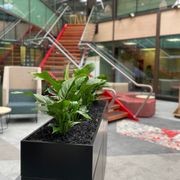 Indoor Plant Hire | Hire Plants gallery detail image