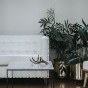 Plant Hire For Events | Hire Plants gallery detail image