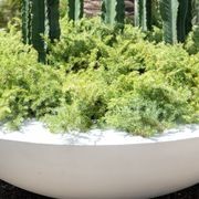 Juniperus Conferta | Plants gallery detail image