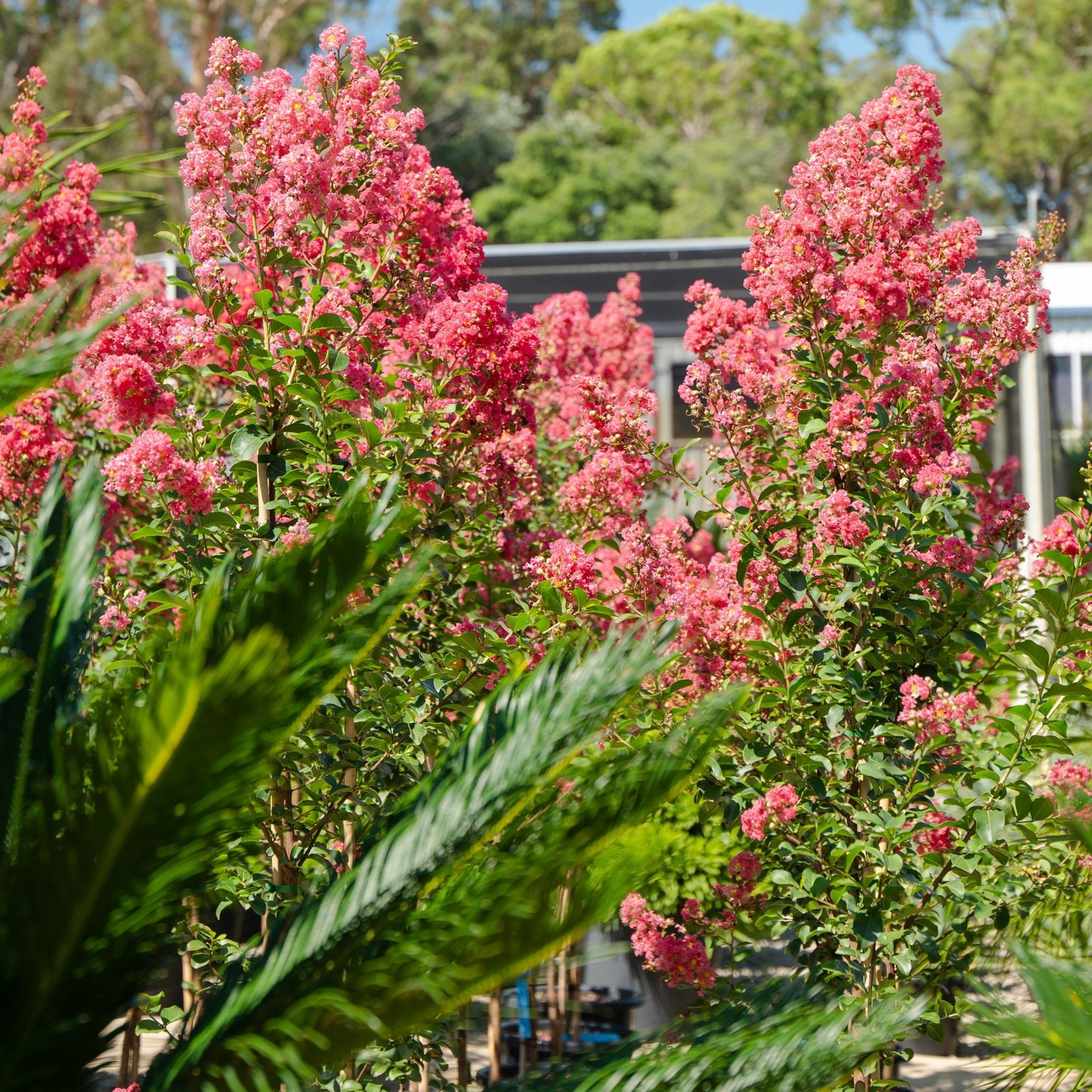 Lagerstroemia Indica x Fauriei Tuscarora | Plants gallery detail image