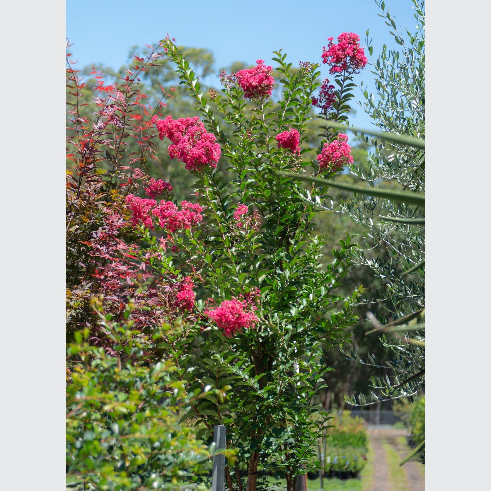 Lagerstroemia Indica x Fauriei Tuscarora | Plants gallery detail image