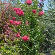 Lagerstroemia Indica x Fauriei Tuscarora | Plants gallery detail image
