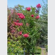 Lagerstroemia Indica x Fauriei Tuscarora | Plants gallery detail image