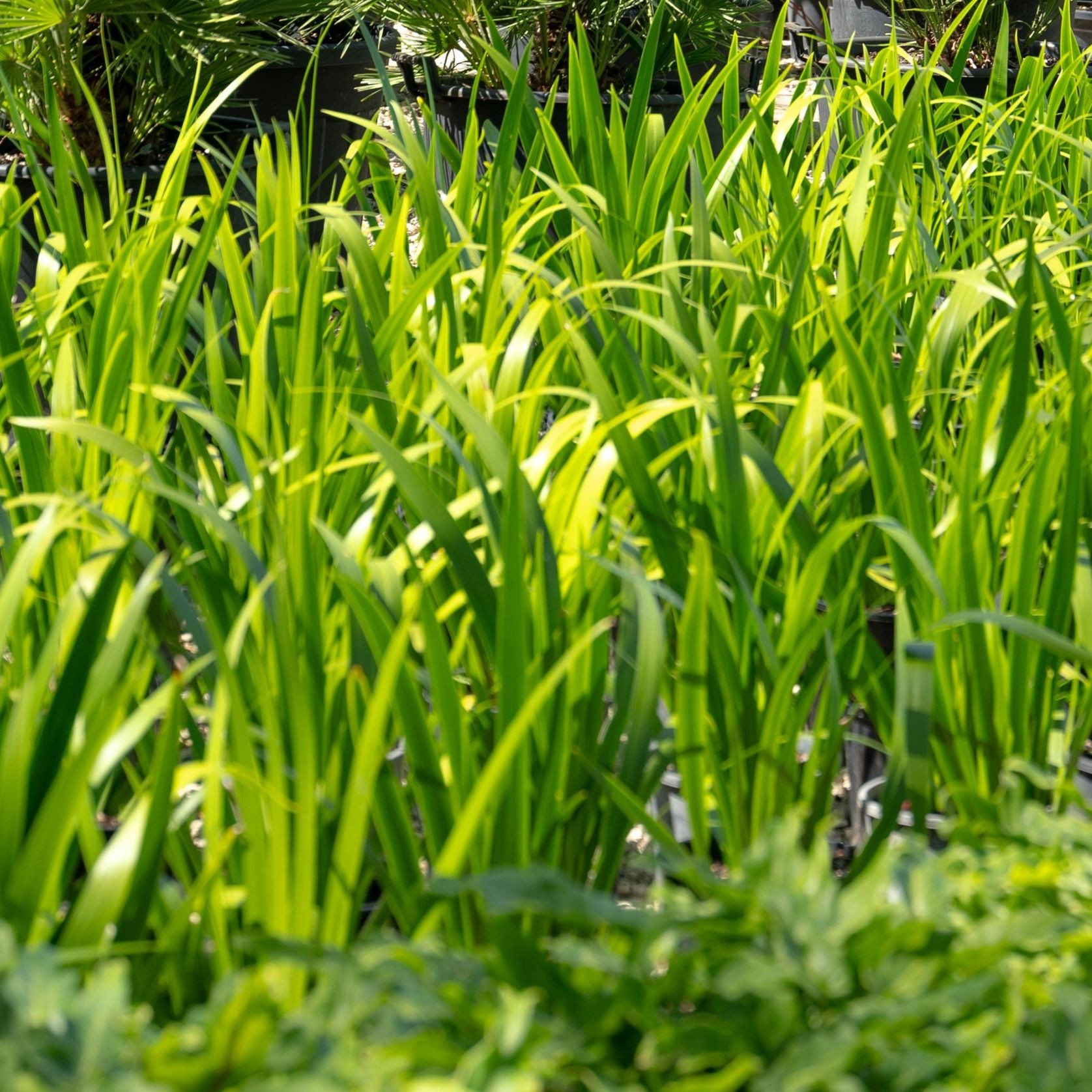 Neomarica Gracilis | Plants gallery detail image